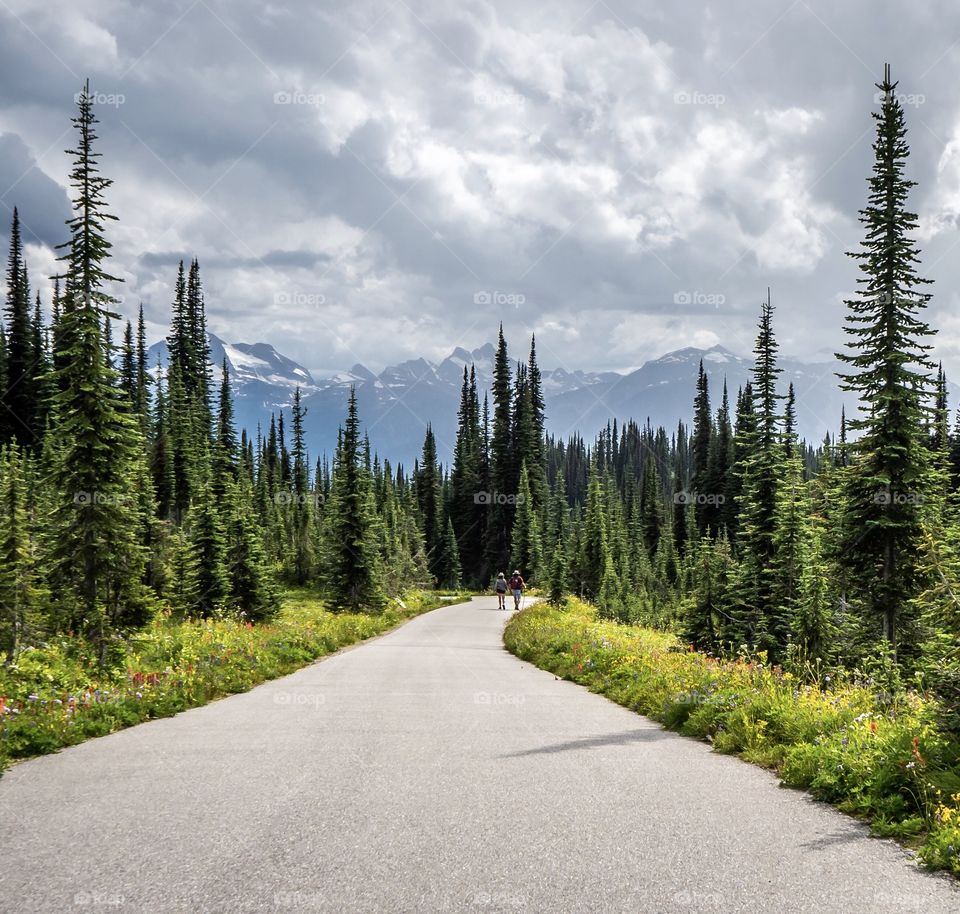 Hikers on forest trail in Mount Revelstoke National Park, Canada 