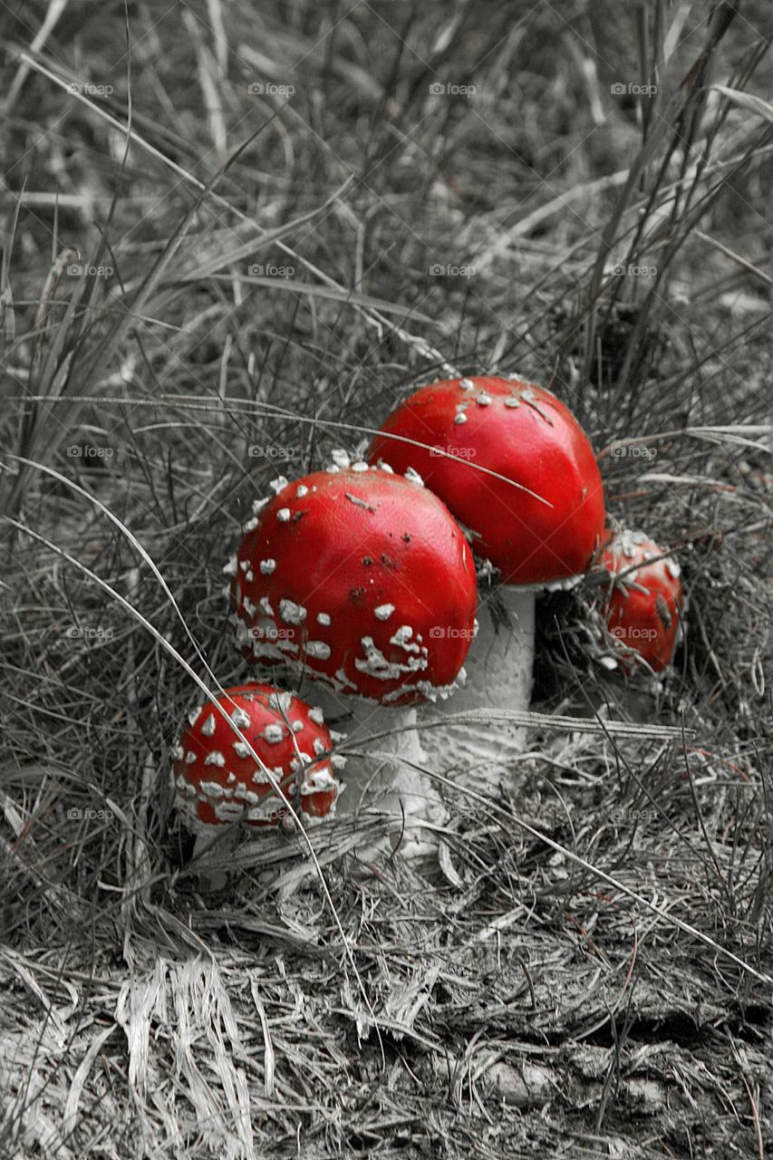 mushrooms