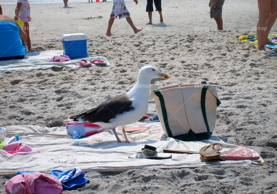 Seagull on blanket at the beach