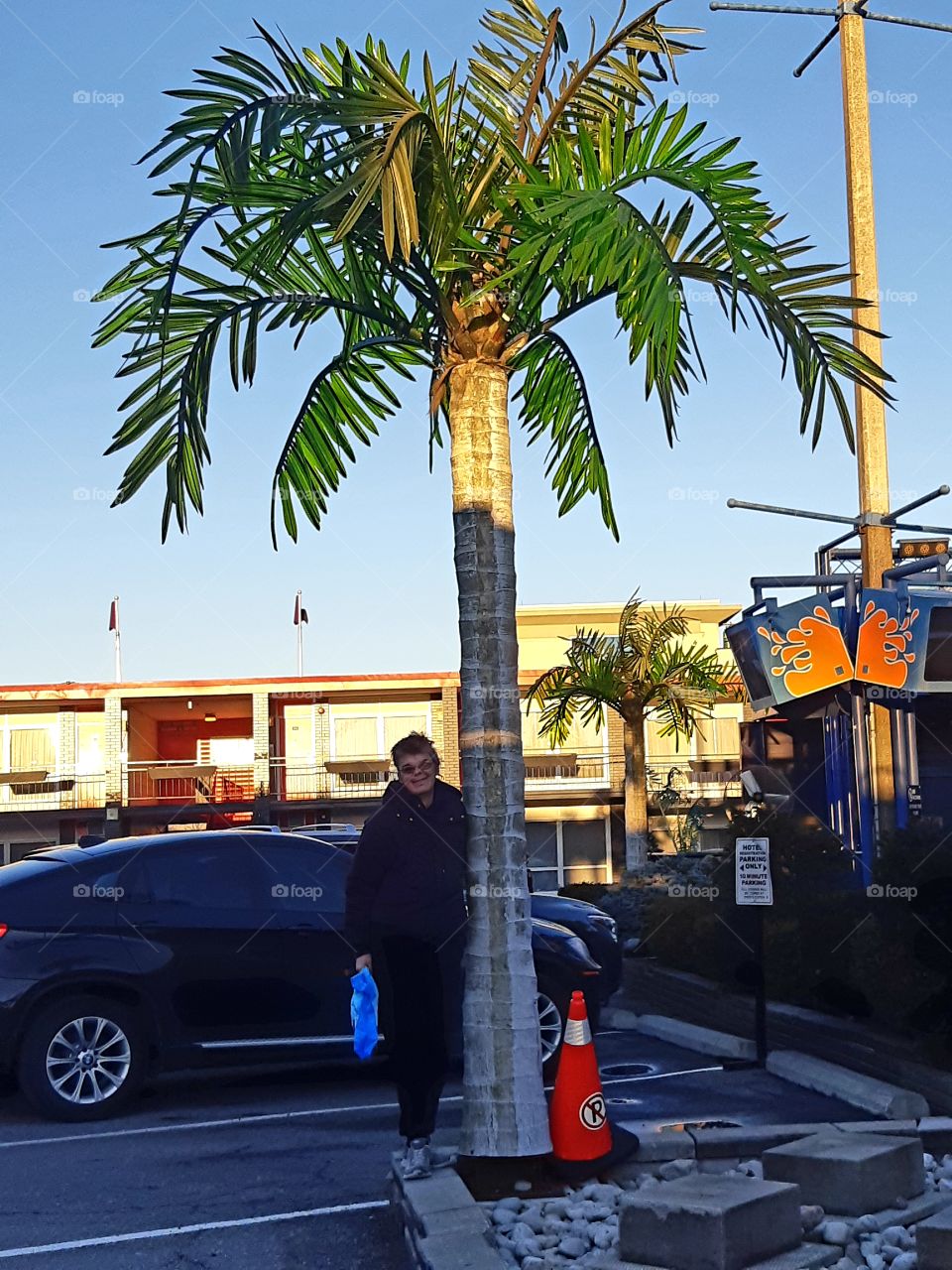 Palm trees in Niagara Falls