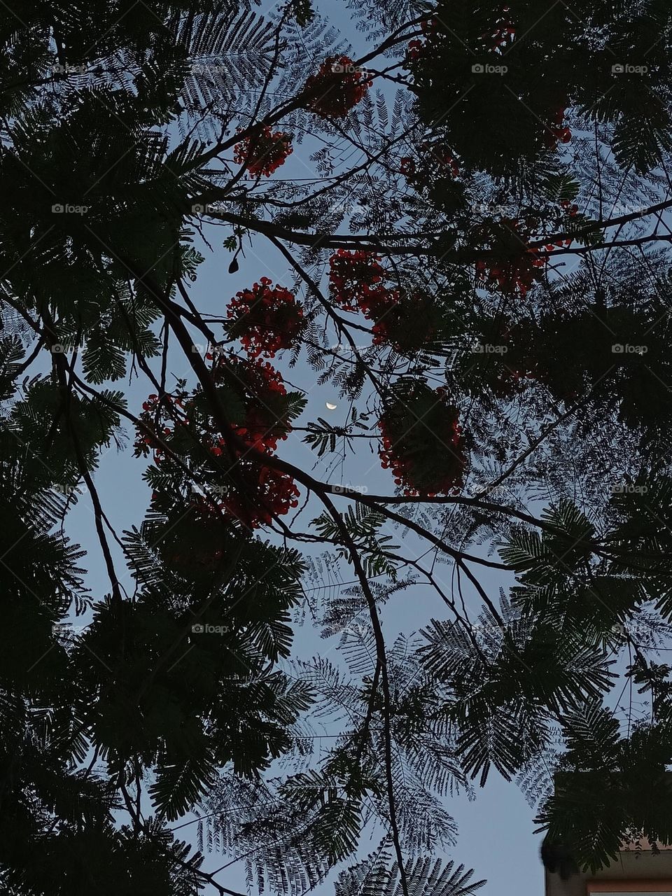 tree growing in our campus, we use to have the same species of this tree in my previous school! I kinda find it luck, the red flowers and the green leaves this combination is killer, and tried to capture moon playing hide and seek with those branches