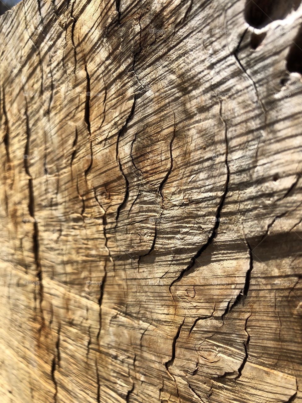 Texture. Dissection of a tree.