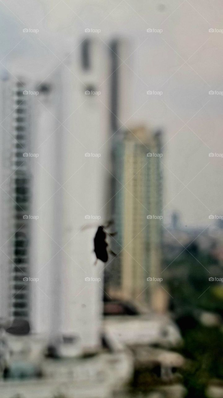 Bug in Window High Building