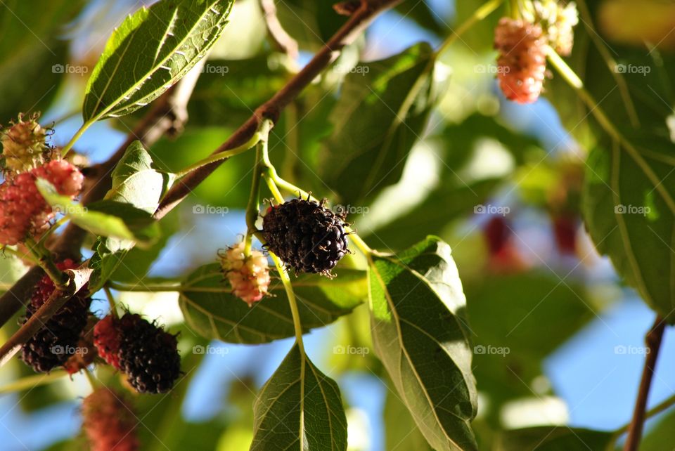 blackberry fruit