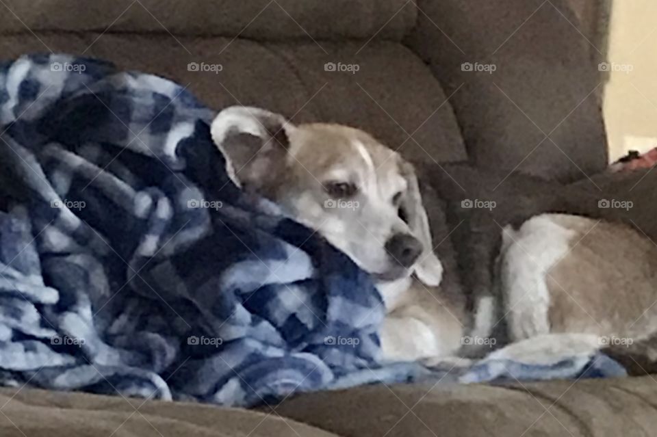 A Beagle dog lying his head on a blue plaid blanket with a brown couch around him