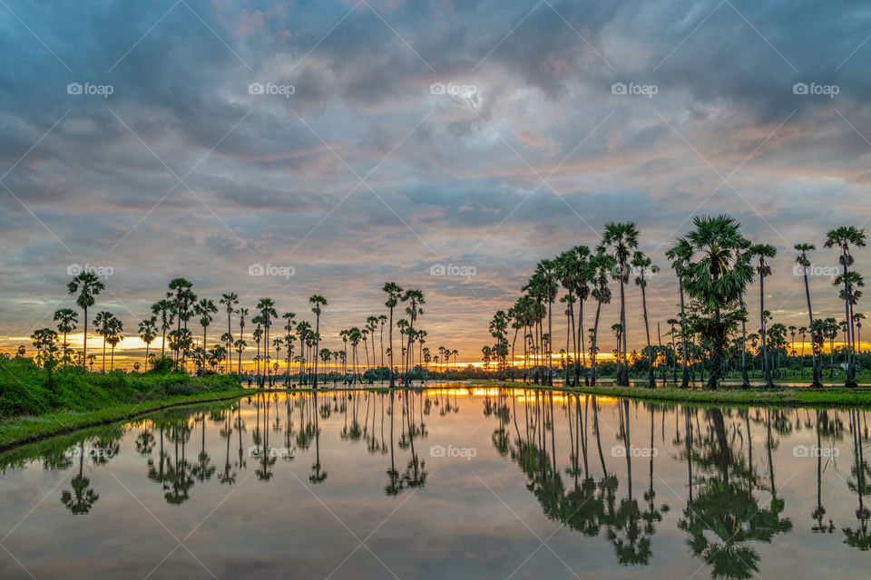 The sunrise with cloudy background  above the palm trees with reflection in puddle