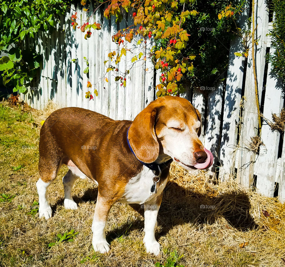 Beagles have long handy tongues that make for just fun cute pics