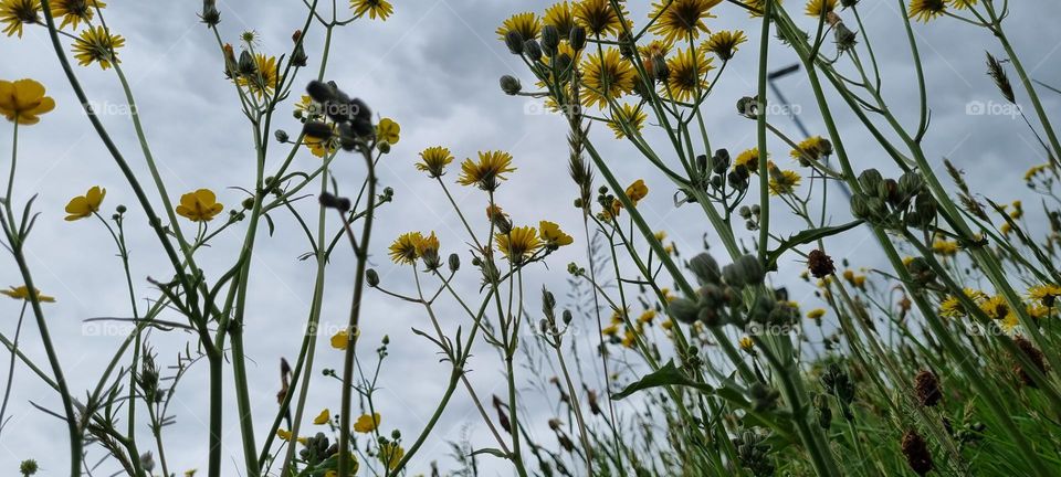 rough hawk's-beard from below