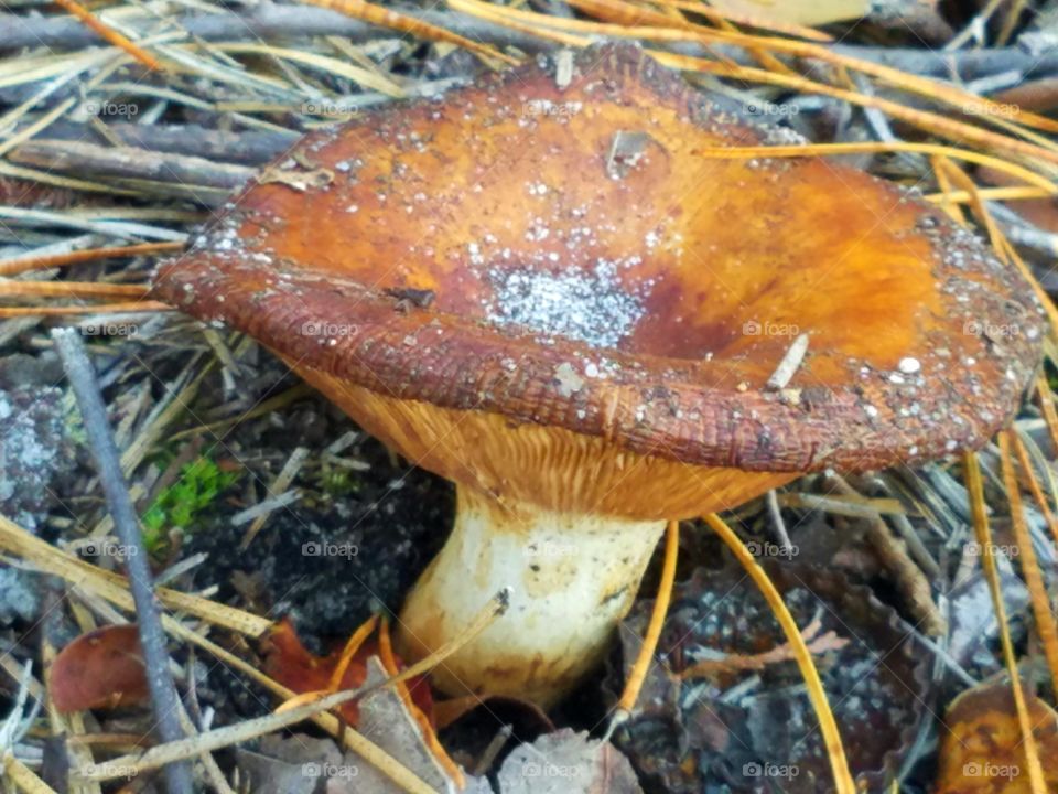 mushroom land