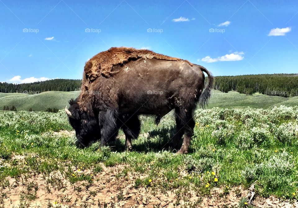 Yellowstone bison