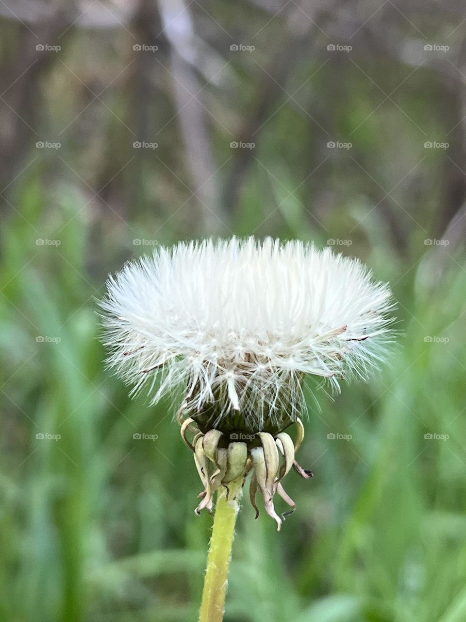 A dandelion blooming