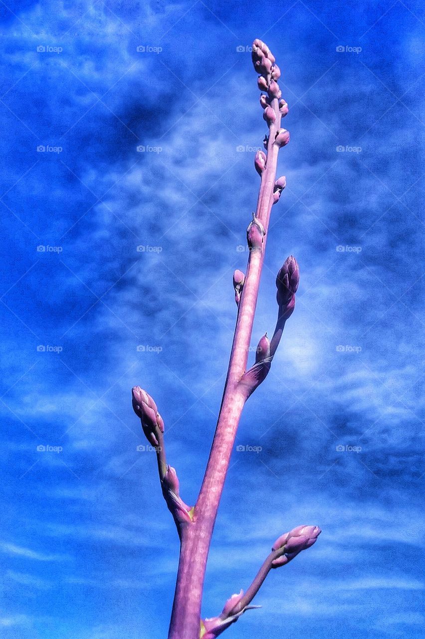 Agave Against Cloudy Blue Sky