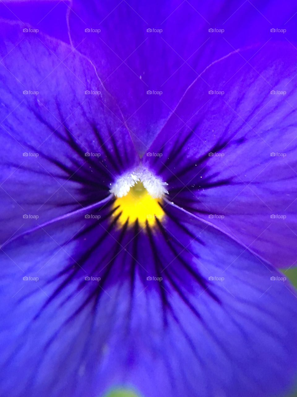 Dark blue/purple pansy