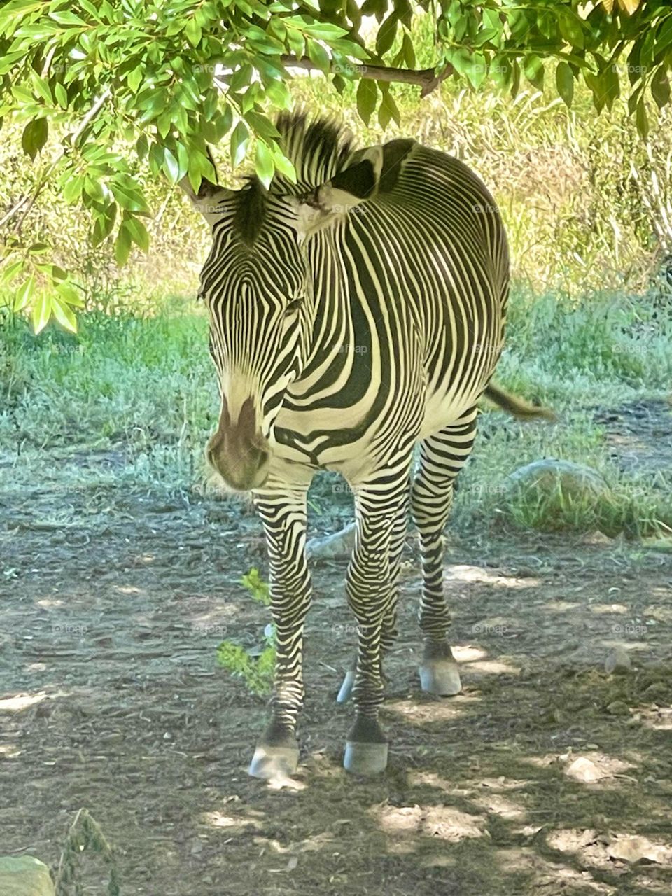 Zebra
