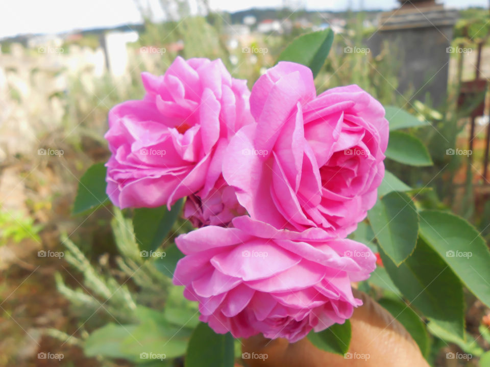 Holding Blooms if Rose