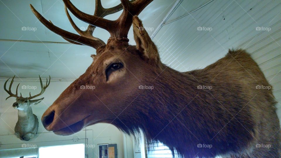 Elk mounts. In the gorge, Oregon.