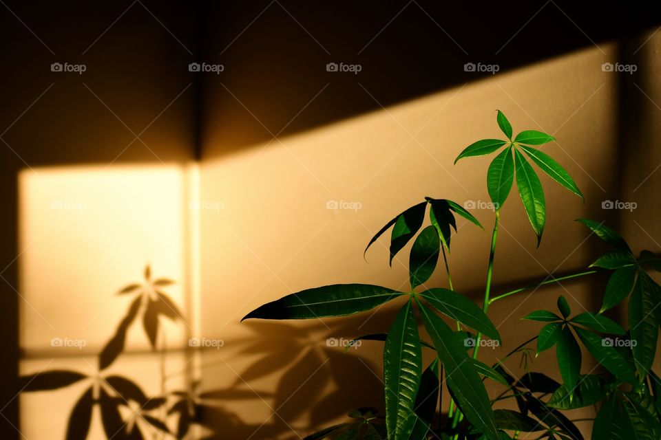 Indoor plants in evening sunlight 