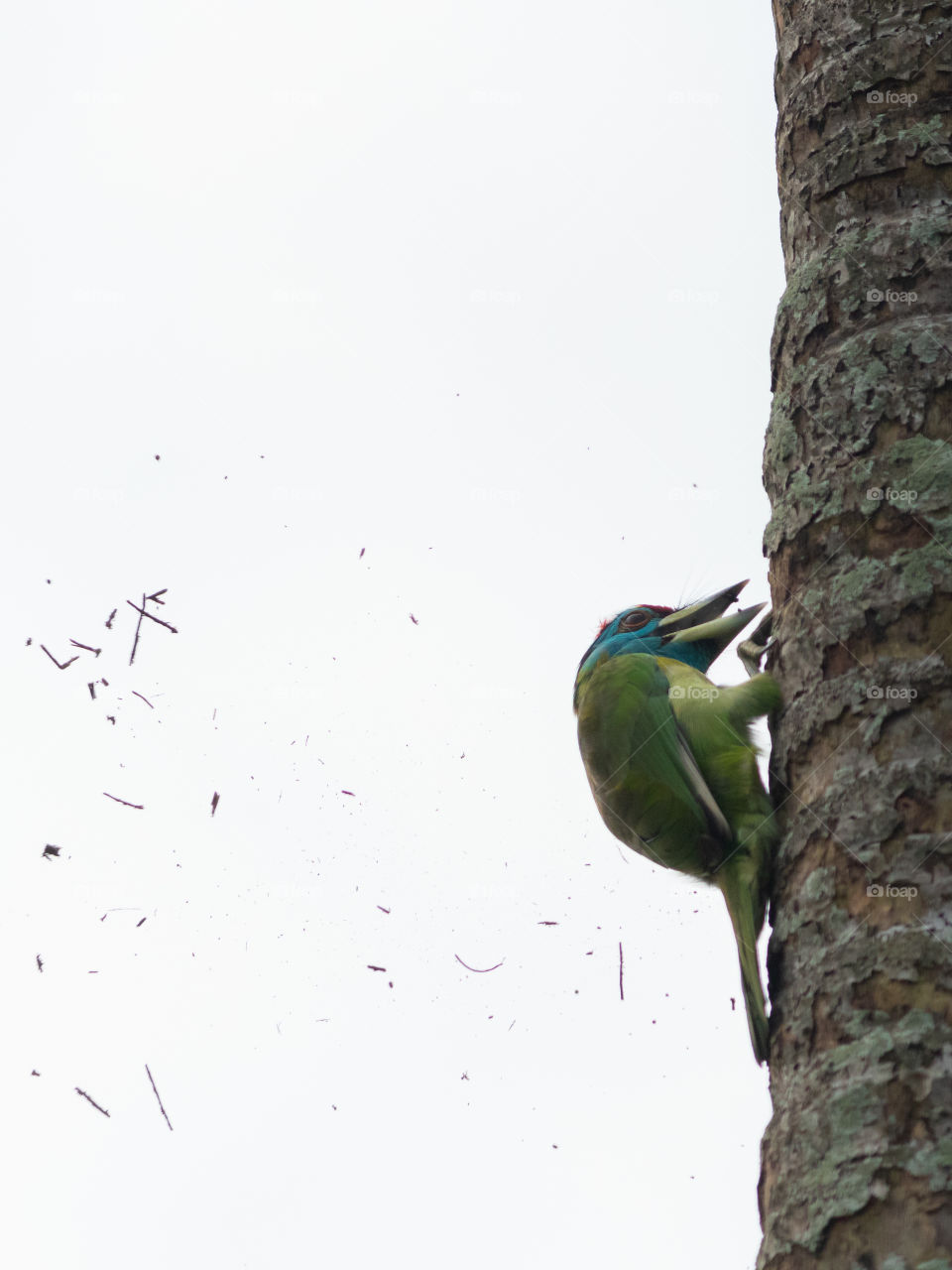 Blue-throated Barbet