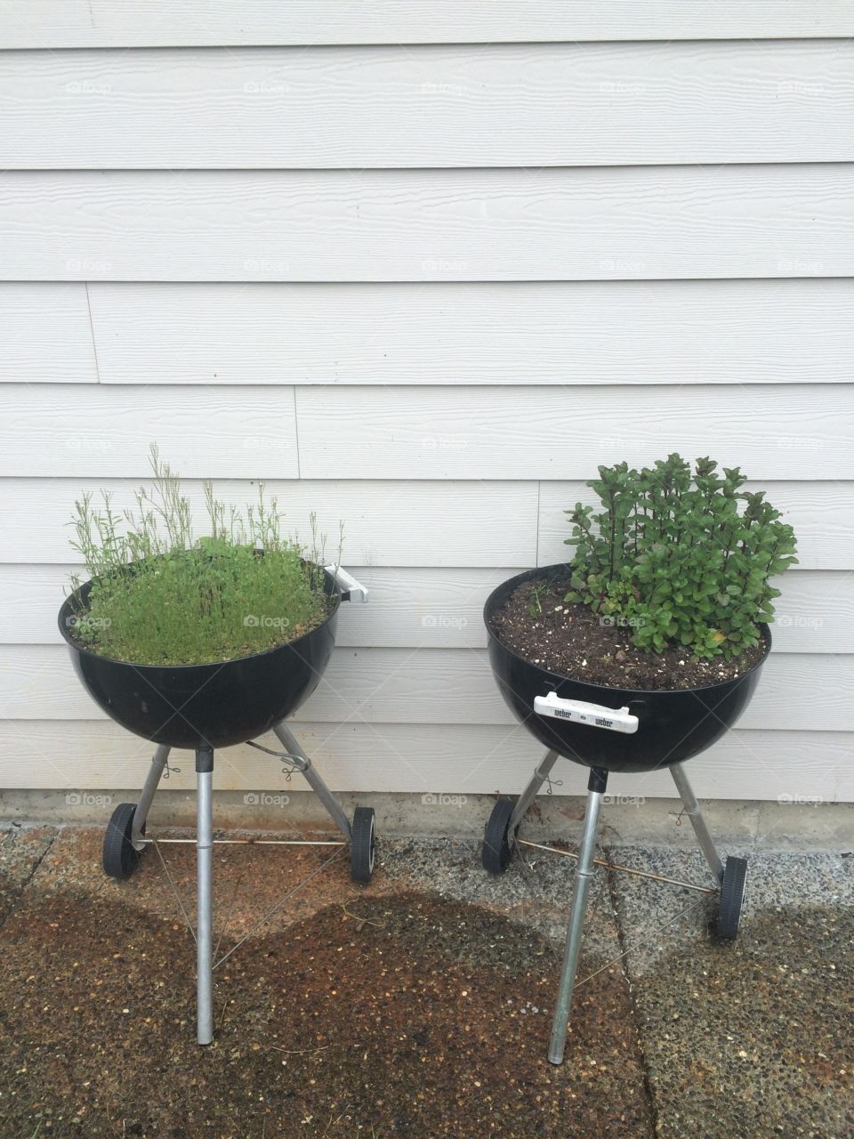 Plants growing out of barbecue grills