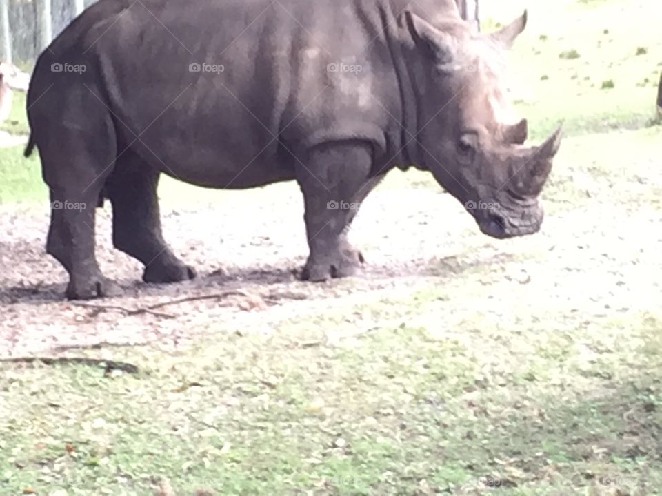 Rhino at Jacksonville zoo