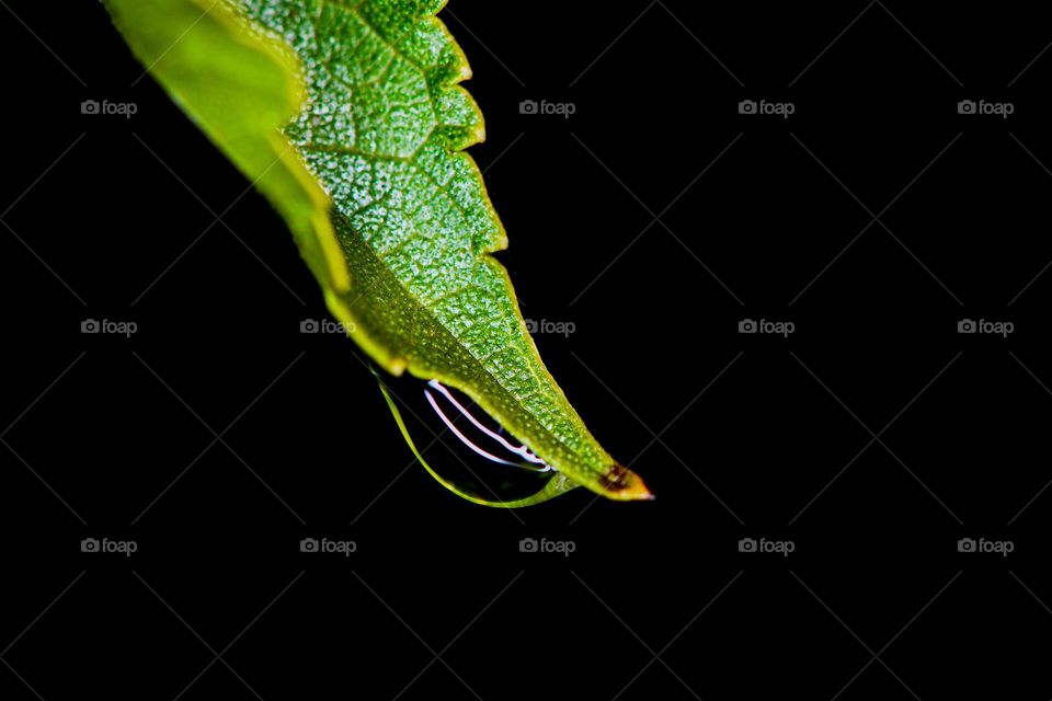 Captured in intricate detail a mesmerizing macro shot unveils the delicate beauty of nature. A translucent water droplet glistening like a precious gem, delicately clings to the edge of a vibrant green leaf