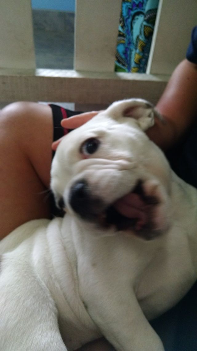 Puppy Play
