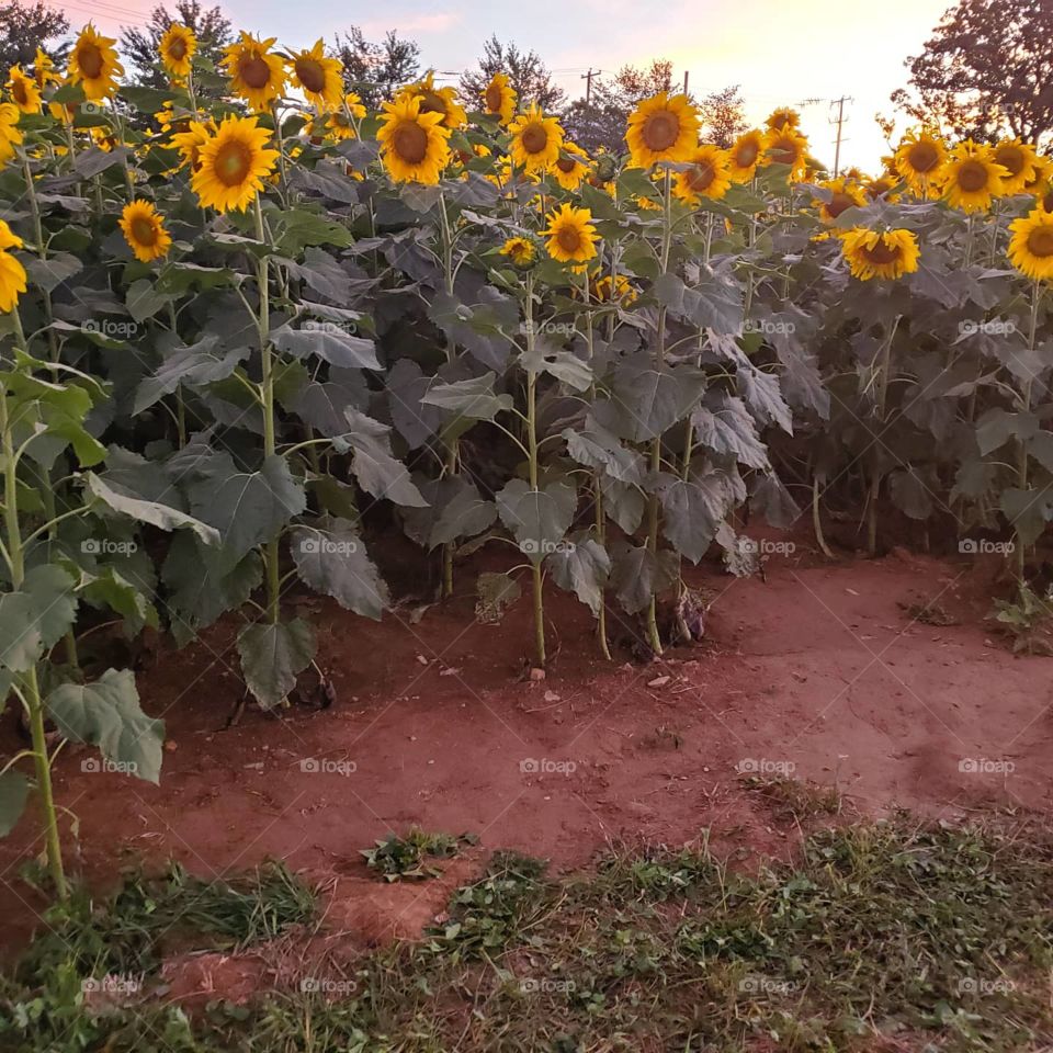 sunflower field