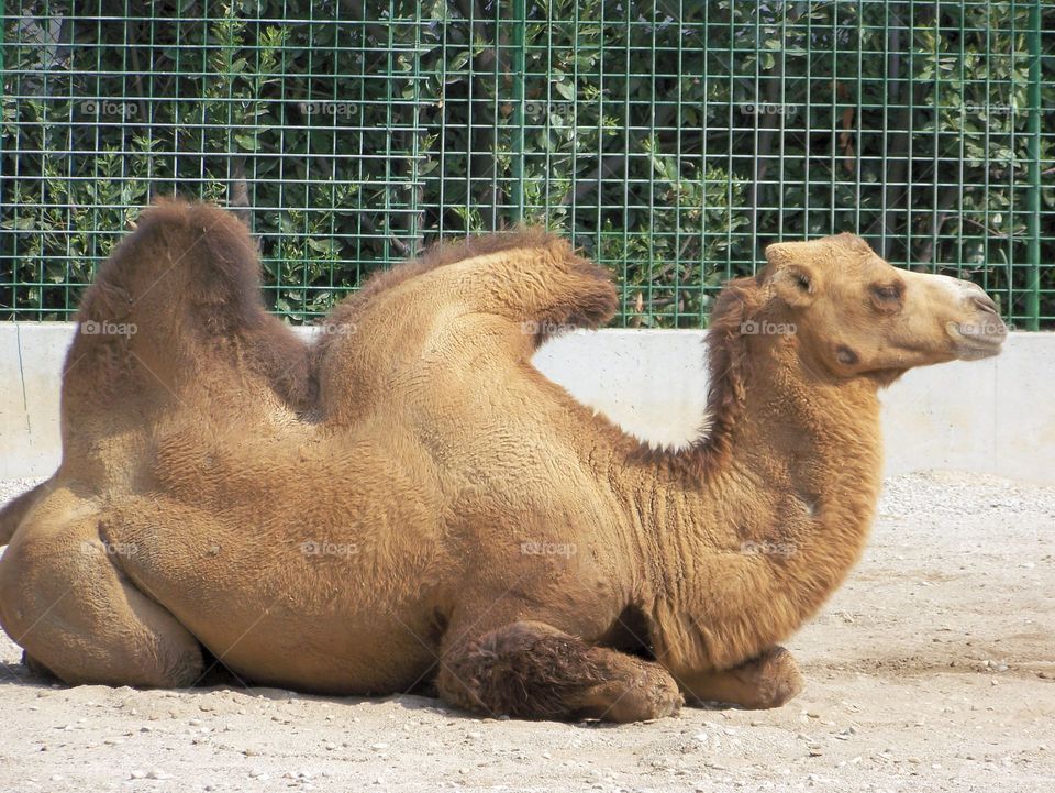 animal zoo photo camel