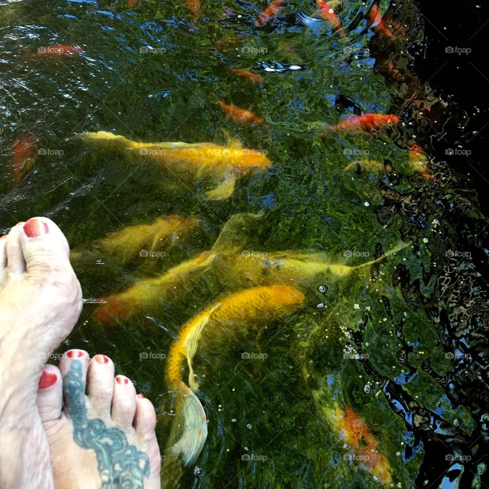 I teeter to take a feet selfie to show you our Koi Pond as they eat. They are known as butterfly koi. We buy them as babies, then grow to adulthood & winter under the ice in the New England winters! Some are now probably 15 years old, huge and hardy.