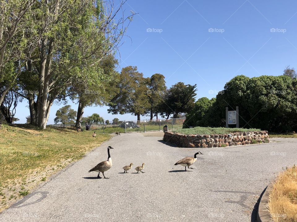 Family of geese crossing the road