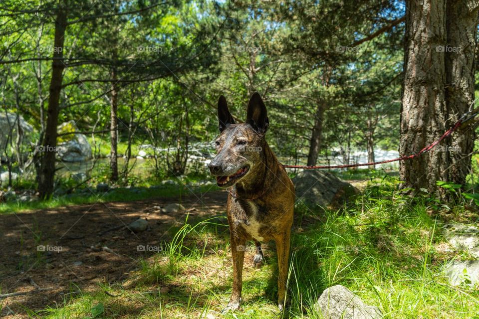 perro en la montaña