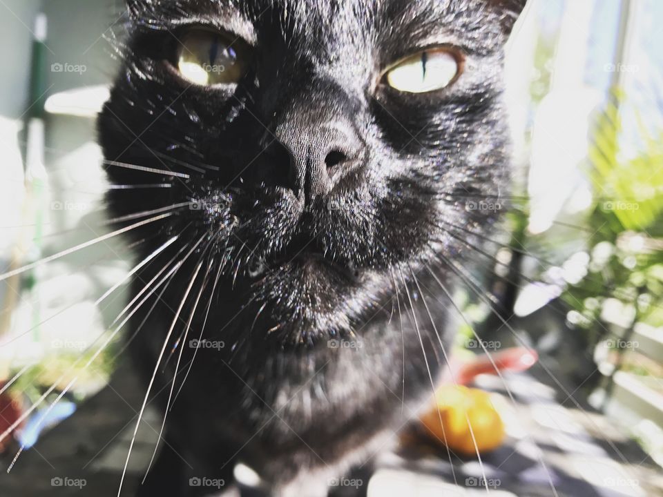 Close up of a black cat