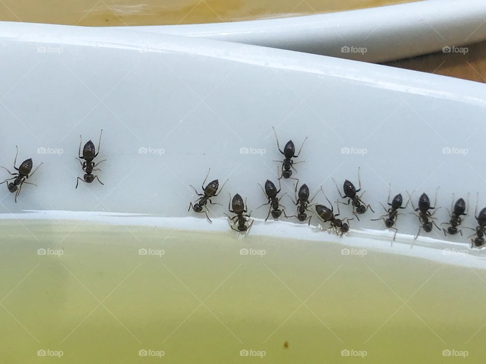 ants on white plate eats honey