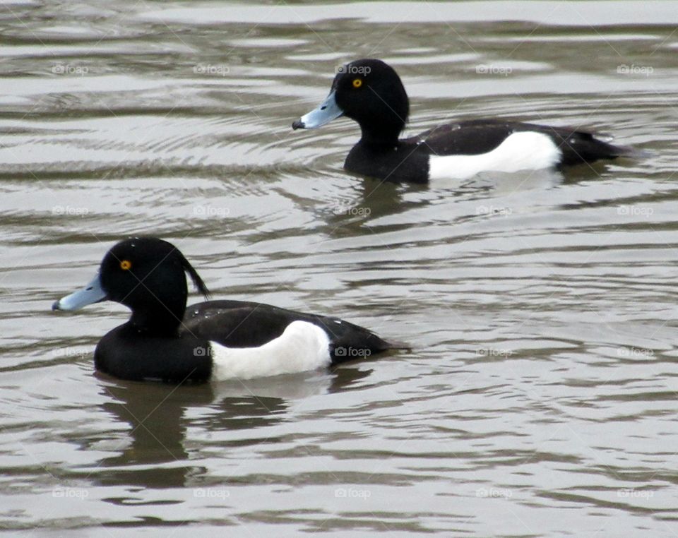 Tufted ducks swimming on the lake