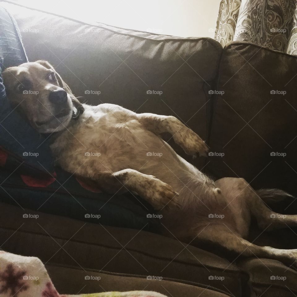 Our pet beagle being a couch potato!