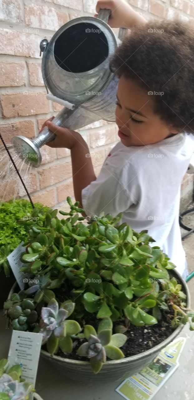 Gardening child succulent plants watering