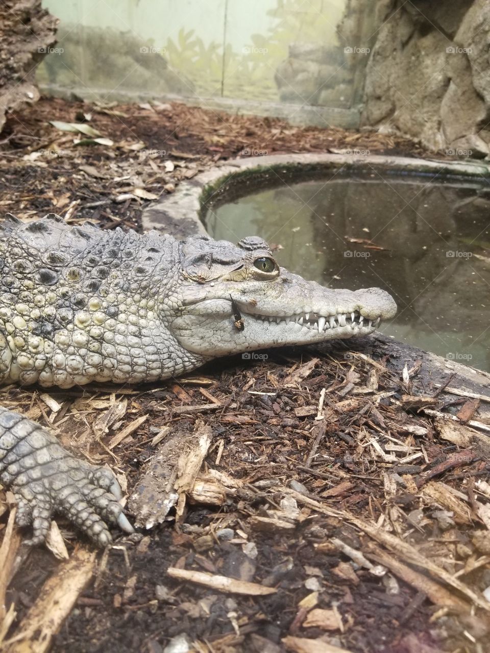 a philippino crocodile at the national zoo. smaller than I expected, but still big enough to do damage