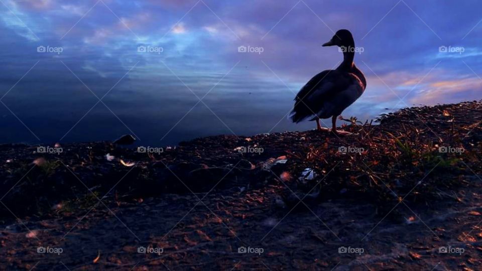 Duck silhouette over cliff with purple sunset