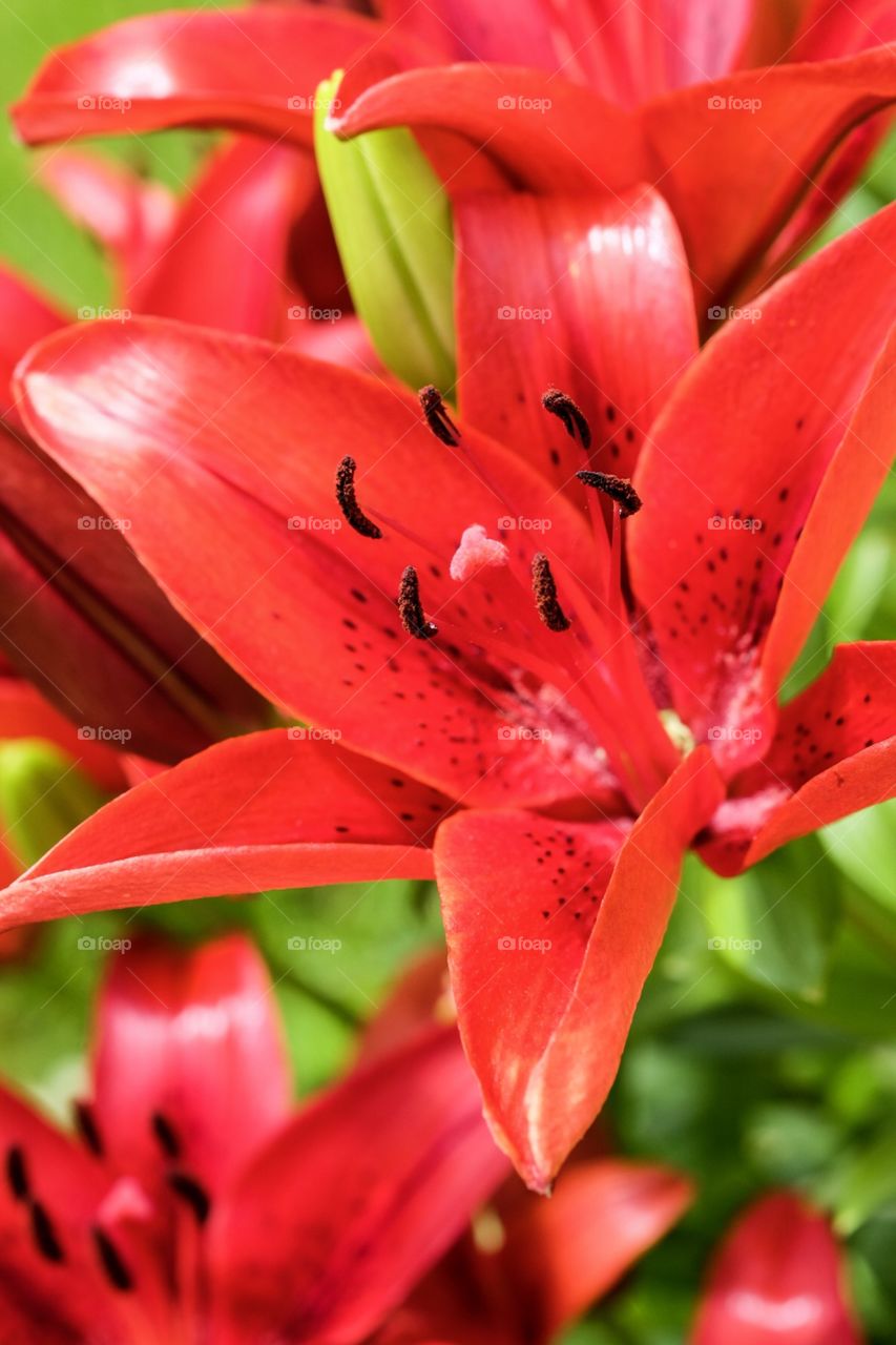 Bright Red Flower, Flower Petals, Beautiful Flower In The Garden, Closeup Of A Flower, Macro Flower Photography 