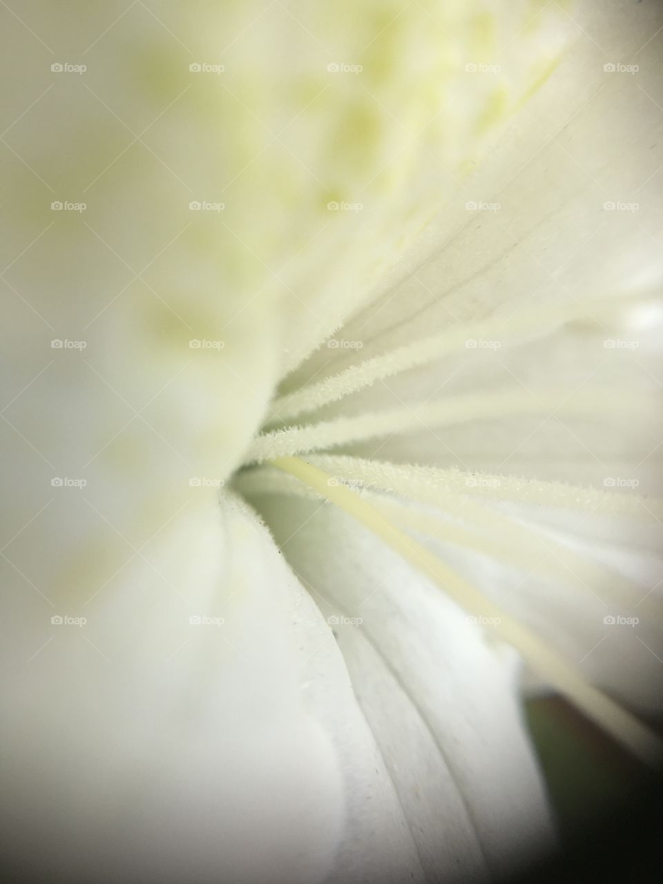 White azalea closeup