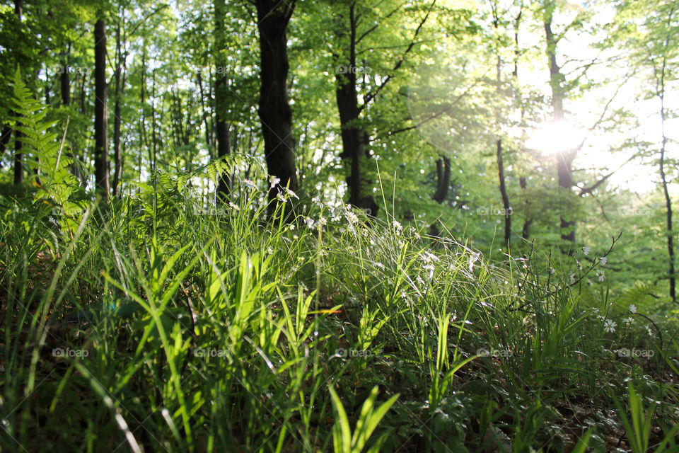 Forest, flowers, nature