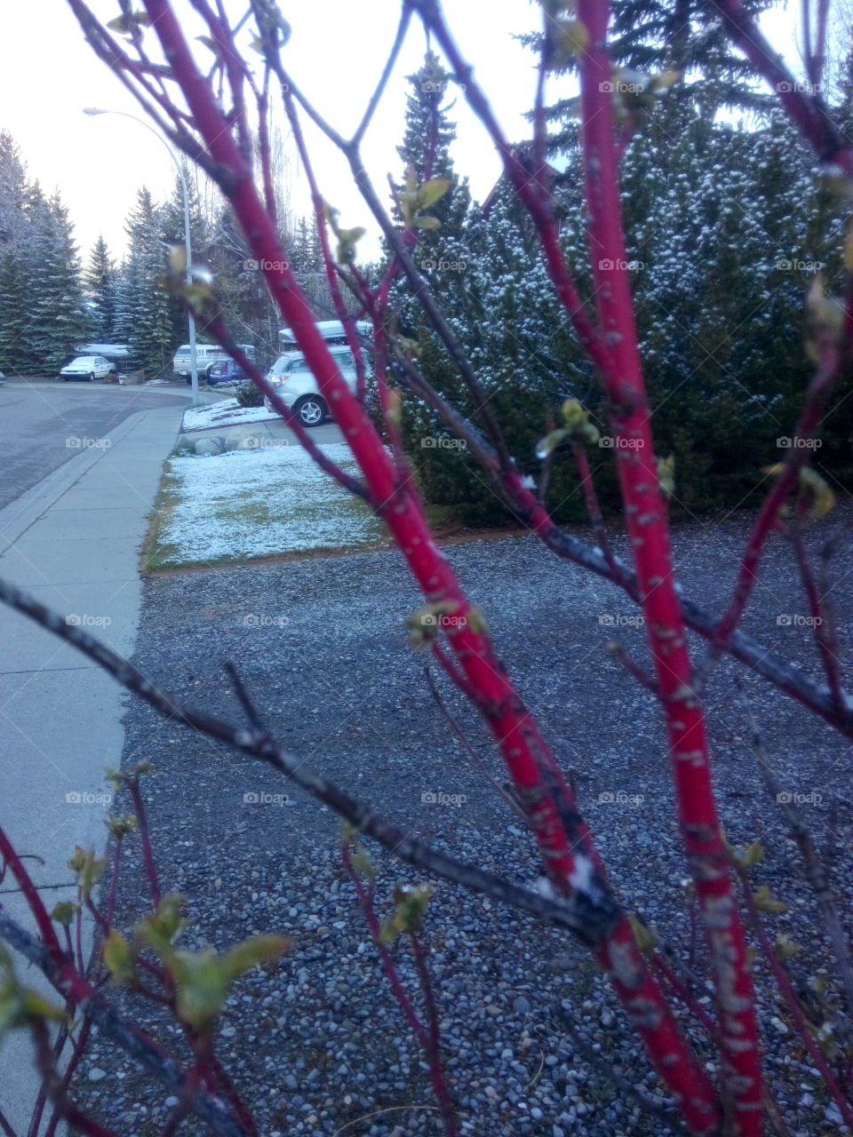 red stick street. red stick bush on street