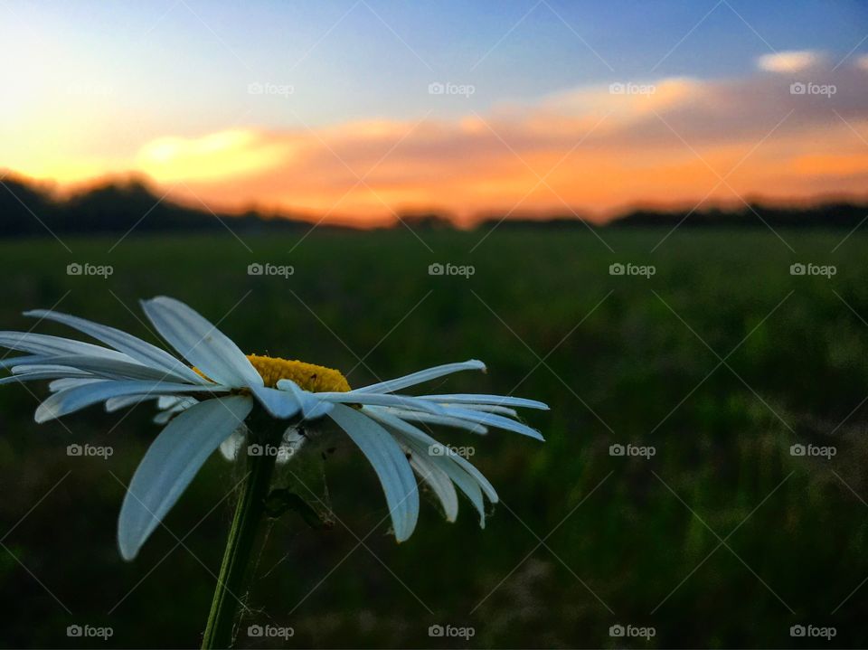 Flower in sunset 