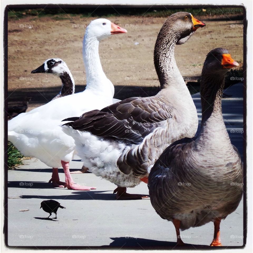 Geese, Geese, Duck