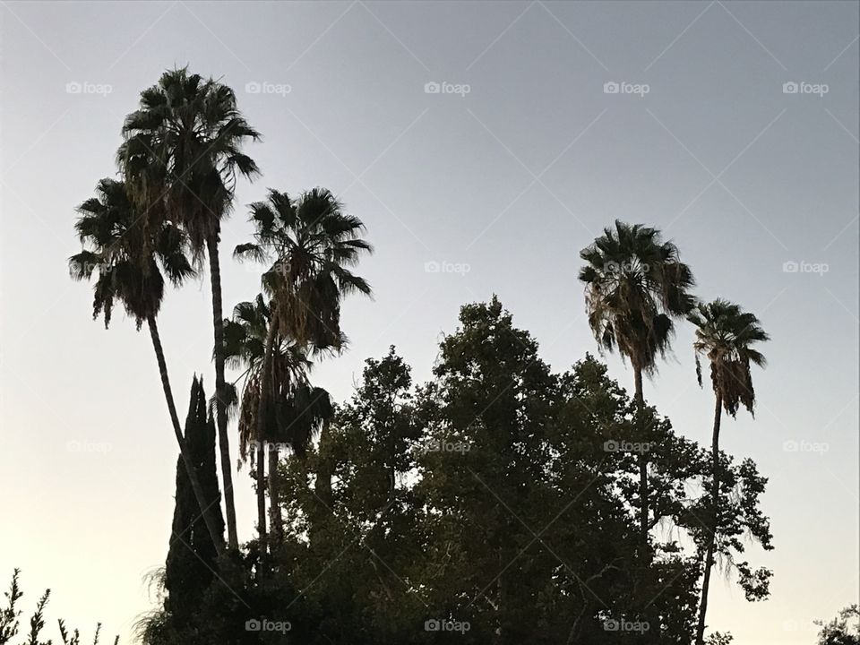 Tall trees in the evening sky.