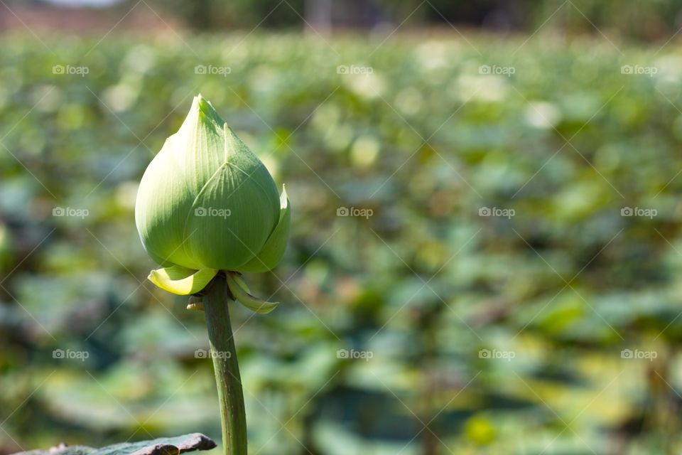 Green Lotus