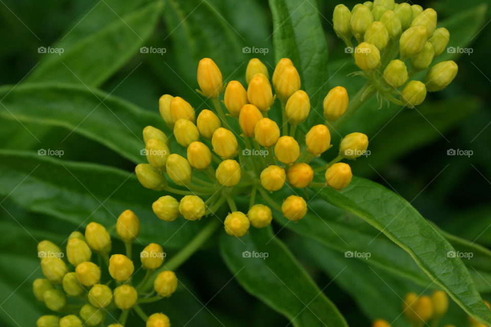 Budding Flowers 