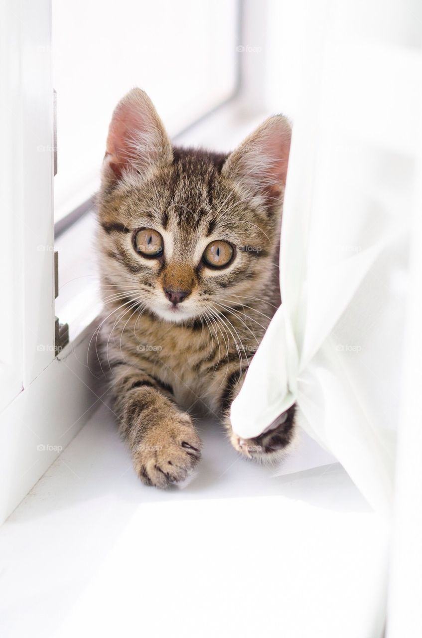 Cute striped kitten relaxing in the window