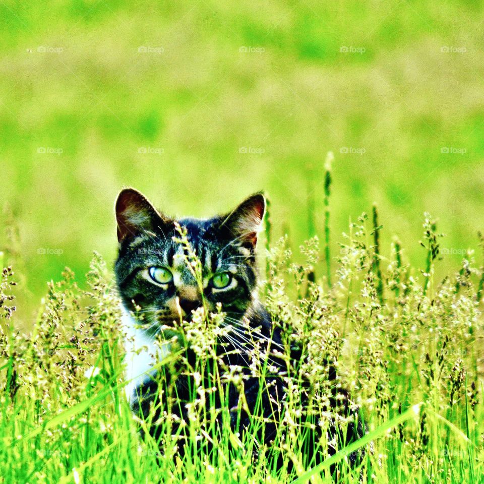 Beautiful cat in the weeds in Indiana 