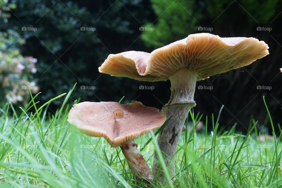 Two mushrooms growing in the wet grass 